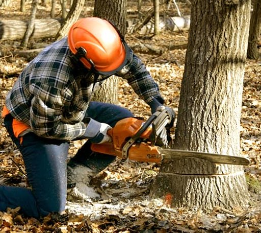 Tree Removal in Buena Vista, TN